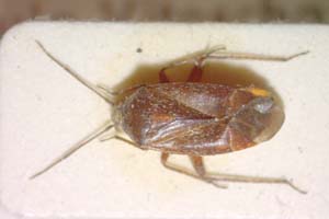 Psallus betulei montanus Josifov, 1973 [paratype IBERZCXX0098] (c) Institute of Biodiversity and Ecosystem Research, BAS — Zoological Collection (IBER-ZC)