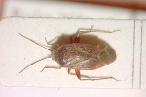Psallus betulei montanus Josifov, 1973 [paratype IBERZCXX0100] (c) Institute of Biodiversity and Ecosystem Research, BAS — Zoological Collection (IBER-ZC)