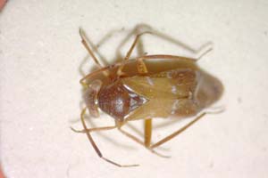 Psallus coiffaiti Josifov, 1973 [holotype IBERZCXX0101] (c) Institute of Biodiversity and Ecosystem Research, BAS — Zoological Collection (IBER-ZC)