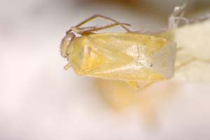 Eurycolpus annulatus Wagner, 1976 [paratype IBERZCXX0104] (c) Institute of Biodiversity and Ecosystem Research, BAS — Zoological Collection (IBER-ZC)