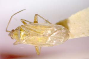Macrotylus weberi Wagner, 1976 [paratype IBERZCXX0105] (c) Institute of Biodiversity and Ecosystem Research, BAS — Zoological Collection (IBER-ZC)