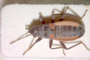 Karachicoris seidenstueckeri Štys, 1972 [paratype IBERZCXX0106] (c) Institute of Biodiversity and Ecosystem Research, BAS — Zoological Collection (IBER-ZC)