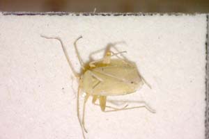 Orthotylus josifovi Wagner, 1959 [paratype IBERZCXX0107] (c) Institute of Biodiversity and Ecosystem Research, BAS — Zoological Collection (IBER-ZC)