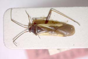 Alloeonotus obtusus Wagner, 1968 [paratype IBERZCXX0109] (c) Institute of Biodiversity and Ecosystem Research, BAS — Zoological Collection (IBER-ZC)