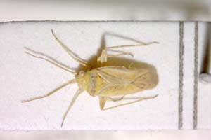 Tinicephalus croceus Wagner, 1969 [paratype IBERZCXX0112] (c) Institute of Biodiversity and Ecosystem Research, BAS — Zoological Collection (IBER-ZC)