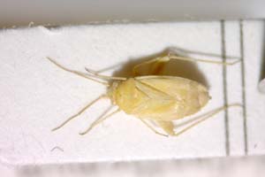 Tinicephalus croceus Wagner, 1969 [paratype IBERZCXX0114] (c) Institute of Biodiversity and Ecosystem Research, BAS — Zoological Collection (IBER-ZC)