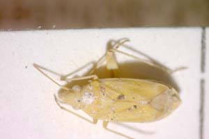 Amblytylus macedonicus Wagner, 1956 [paratype IBERZCXX0122] (c) Institute of Biodiversity and Ecosystem Research, BAS — Zoological Collection (IBER-ZC)