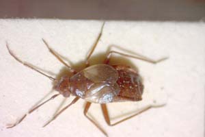 Cremnorrhinus basalis minor Wagner, 1961 [paratype IBERZCXX0123] (c) Institute of Biodiversity and Ecosystem Research, BAS — Zoological Collection (IBER-ZC)