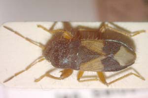 Megalonotus sophenus Seidenstücker, 1973 [paratype IBERZCXX0127] (c) Institute of Biodiversity and Ecosystem Research, BAS — Zoological Collection (IBER-ZC)