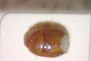 Aethus balcanicus Josifov, 1986 [paratype IBERZCXX0129] (c) Institute of Biodiversity and Ecosystem Research, BAS — Zoological Collection (IBER-ZC)