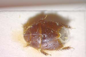 Aethus balcanicus Josifov, 1986 [paratype IBERZCXX0130] (c) Institute of Biodiversity and Ecosystem Research, BAS — Zoological Collection (IBER-ZC)