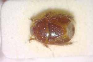 Aethus balcanicus Josifov, 1986 [paratype IBERZCXX0131] (c) Institute of Biodiversity and Ecosystem Research, BAS — Zoological Collection (IBER-ZC)