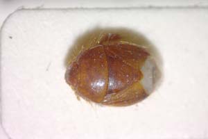 Aethus balcanicus Josifov, 1986 [paratype IBERZCXX0134] (c) Institute of Biodiversity and Ecosystem Research, BAS — Zoological Collection (IBER-ZC)