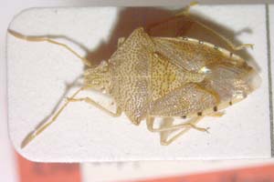 Elasmucha eckerleini cypria Josifov, 1971 [paratype IBERZCXX0138] (c) Institute of Biodiversity and Ecosystem Research, BAS — Zoological Collection (IBER-ZC)