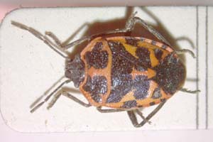 Eurydema eckerleini Josifov, 1961 [holotype IBERZCXX0141] (c) Institute of Biodiversity and Ecosystem Research, BAS — Zoological Collection (IBER-ZC)