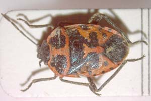 Eurydema eckerleini Josifov, 1961 [paratype IBERZCXX0142] (c) Institute of Biodiversity and Ecosystem Research, BAS — Zoological Collection (IBER-ZC)