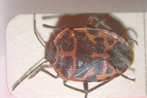 Eurydema eckerleini Josifov, 1961 [paratype IBERZCXX0143] (c) Institute of Biodiversity and Ecosystem Research, BAS — Zoological Collection (IBER-ZC)