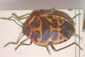 Eurydema eckerleini Josifov, 1961 [paratype IBERZCXX0144] (c) Institute of Biodiversity and Ecosystem Research, BAS — Zoological Collection (IBER-ZC)