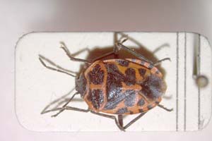 Eurydema eckerleini Josifov, 1961 [paratype IBERZCXX0146] (c) Institute of Biodiversity and Ecosystem Research, BAS — Zoological Collection (IBER-ZC)