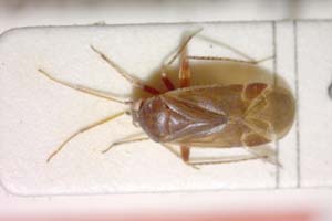 Psallus pseudoquercus Josifov, 1974 [paratype IBERZCXX0151] (c) Institute of Biodiversity and Ecosystem Research, BAS — Zoological Collection (IBER-ZC)