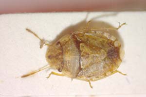 Sciocoris carayoni Wagner, 1965 [paratype IBERZCXX0157] (c) Institute of Biodiversity and Ecosystem Research, BAS — Zoological Collection (IBER-ZC)