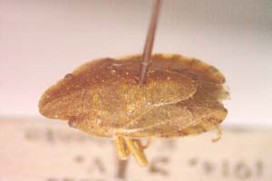 Sciocoris kerzhneri Wagner, 1965 [paratype IBERZCXX0159] (c) Institute of Biodiversity and Ecosystem Research, BAS — Zoological Collection (IBER-ZC)