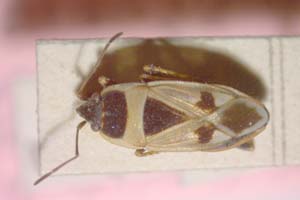 Rhyparochromus creticus Josifov, 1963 [paratype IBERZCXX0162] (c) Institute of Biodiversity and Ecosystem Research, BAS — Zoological Collection (IBER-ZC)