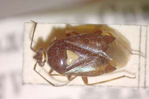 Deraeocoris ventralis megophthalmus Josifov & Kerzhner, 1972 [paratype IBERZCXX0163] (c) Institute of Biodiversity and Ecosystem Research, BAS — Zoological Collection (IBER-ZC)