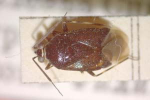 Deraeocoris ventralis megophthalmus Josifov & Kerzhner, 1972 [paratype IBERZCXX0164] (c) Institute of Biodiversity and Ecosystem Research, BAS — Zoological Collection (IBER-ZC)
