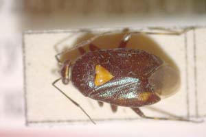 Deraeocoris ventralis megophthalmus Josifov & Kerzhner, 1972 [paratype IBERZCXX0165] (c) Institute of Biodiversity and Ecosystem Research, BAS — Zoological Collection (IBER-ZC)