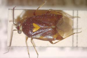 Deraeocoris ventralis megophthalmus Josifov & Kerzhner, 1972 [paratype IBERZCXX0166] (c) Institute of Biodiversity and Ecosystem Research, BAS — Zoological Collection (IBER-ZC)