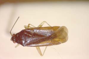 Phylus coryloides Josifov & Kerzhner, 1972 [paratype IBERZCXX0169] (c) Institute of Biodiversity and Ecosystem Research, BAS — Zoological Collection (IBER-ZC)