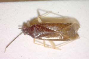 Phylus coryloides Josifov & Kerzhner, 1972 [paratype IBERZCXX0170] (c) Institute of Biodiversity and Ecosystem Research, BAS — Zoological Collection (IBER-ZC)