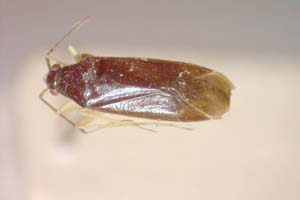 Phylus coryloides Josifov & Kerzhner, 1972 [paratype IBERZCXX0171] (c) Institute of Biodiversity and Ecosystem Research, BAS — Zoological Collection (IBER-ZC)