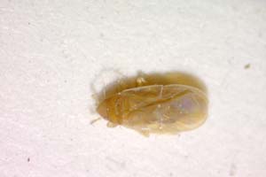Cryptostemma gracile Josifov, 1967 [paratype IBERZCXX0179] (c) Institute of Biodiversity and Ecosystem Research, BAS — Zoological Collection (IBER-ZC)