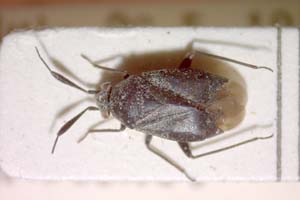 Heterocordylus cytisi Josifov, 1958 [paratype IBERZCXX0184] (c) Institute of Biodiversity and Ecosystem Research, BAS — Zoological Collection (IBER-ZC)