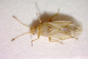 Cymus koreanus Josifov & Kerzhner, 1978 [paratype IBERZCXX0198] (c) Institute of Biodiversity and Ecosystem Research, BAS — Zoological Collection (IBER-ZC)