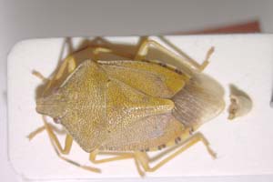 Arma koreana Josifov & Kerzhner, 1978 [paratype IBERZCXX0200] (c) Institute of Biodiversity and Ecosystem Research, BAS — Zoological Collection (IBER-ZC)