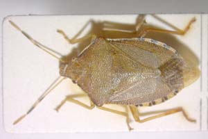 Arma koreana Josifov & Kerzhner, 1978 [paratype IBERZCXX0201] (c) Institute of Biodiversity and Ecosystem Research, BAS — Zoological Collection (IBER-ZC)