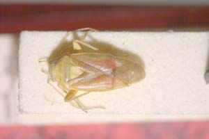 Dichrooscytus gustavi Josifov, 1981 [paratype IBERZCXX0207] (c) Institute of Biodiversity and Ecosystem Research, BAS — Zoological Collection (IBER-ZC)