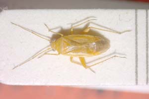 Paredrocoris seidenstueckeri Josifov, 1965 [paratype IBERZCXX0209] (c) Institute of Biodiversity and Ecosystem Research, BAS — Zoological Collection (IBER-ZC)