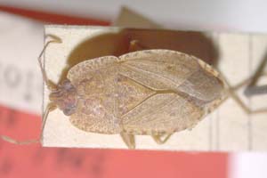 Emblethis robustus Josifov, 1965 [paratype IBERZCXX0212] (c) Institute of Biodiversity and Ecosystem Research, BAS — Zoological Collection (IBER-ZC)