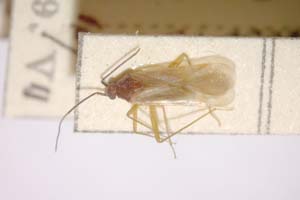 Orthonotus kiritshenkoi Josifov, 1964 [paratype IBERZCXX0216] (c) Institute of Biodiversity and Ecosystem Research, BAS — Zoological Collection (IBER-ZC)