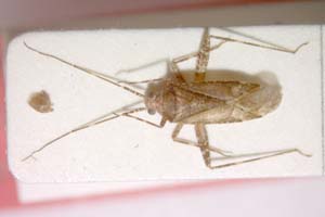 Phytocoris strymonensis Josifov, 1990 [holotype IBERZCXX0223] (c) Institute of Biodiversity and Ecosystem Research, BAS — Zoological Collection (IBER-ZC)