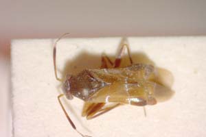 Pilophorus simulans Josifov, 1989 [paratype IBERZCXX0225] (c) Institute of Biodiversity and Ecosystem Research, BAS — Zoological Collection (IBER-ZC)