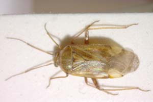 Lygus dracunculi Josifov, 1992 [paratype IBERZCXX0230] (c) Institute of Biodiversity and Ecosystem Research, BAS — Zoological Collection (IBER-ZC)