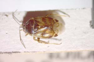 Deraeocoris onphoriensis Josifov, 1992 [paratype IBERZCXX0232] (c) Institute of Biodiversity and Ecosystem Research, BAS — Zoological Collection (IBER-ZC)
