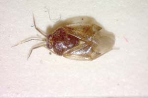 Isometopus longirostris Josifov, 1993 [paratype IBERZCXX0236] (c) Institute of Biodiversity and Ecosystem Research, BAS — Zoological Collection (IBER-ZC)