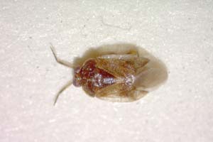 Isometopus longirostris Josifov, 1993 [paratype IBERZCXX0237] (c) Institute of Biodiversity and Ecosystem Research, BAS — Zoological Collection (IBER-ZC)