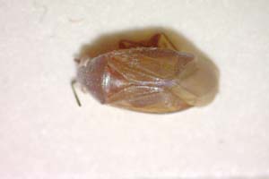 Putshkoviattus muminovi Josifov, 1993 [paratype IBERZCXX0239] (c) Institute of Biodiversity and Ecosystem Research, BAS — Zoological Collection (IBER-ZC)